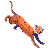 Leopard